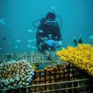 MERIP staff members and Simon diving at MERIP’s lagoon based coral farms in Pohnpei, FSM. During the dive, the staff measured, cleaned and transferred some of the coral to and from the boat.-Photography for PACAM