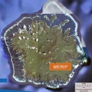 pohnpei-island-map