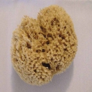 14-sponge-product